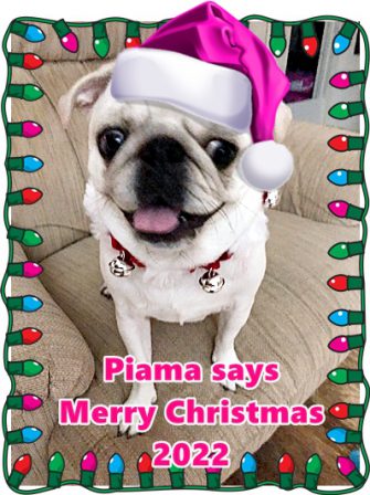 Linda's Precious Piama wishes all a Merry Christmas - Adult White Pug | If dogs could talk, perhaps we would find it as hard to get along with them as we do with people.