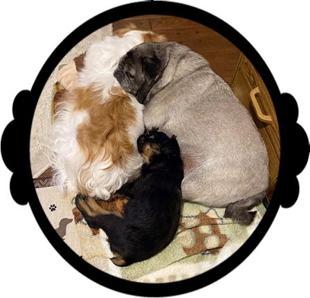 from left to right Japanese Chin, Brussels Griffon, and Chinese Pug - Multiple Color Pugs - Puppies and Adults | Whoever said you can’t buy happiness forgot little puppies.