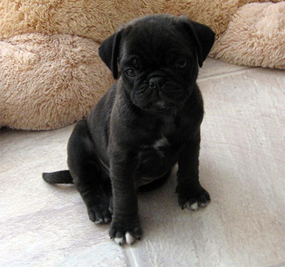 Pose Like A Statue - Black Pug Puppies | Don't accept your dog's admiration as conclusive evidence that you are wonderful.