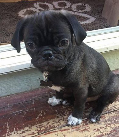 This is Sterling's Little Man Louis - Silver Pug Puppies | If I have any beliefs about immortality, it is that certain dogs I have known will go to heaven, and very, very few persons.