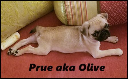 Molly/Moody Blue's girl Prue aka Olive - Fawn Pug Puppies | The average dog is a nicer person than the average person.