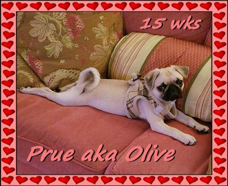 Molly's & Moody Blue's Prue aka Olive - Fawn Pug Puppies | Dogs are our link to paradise, they don't know evil or jealousy or discontent.