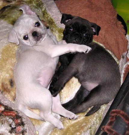 No We Didn't! - Multiple Color Pugs Puppies | I think we are drawn to dogs because they are the uninhibited creatures we might be if we weren't certain we knew better.