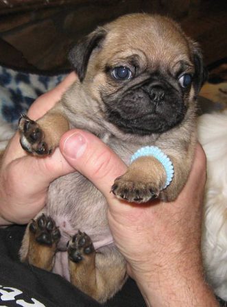 Weeeee - Swing Me More! - Fawn Pug Puppies | If you think dogs can't count, try putting three dog biscuits in your pocket and give him only two of them.