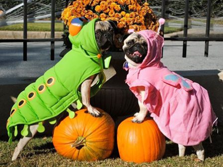 Love bugs (uh, I mean pugs) - Fawn Pug - Puppies and Adults | If you don't own a dog, at least one, there is not necessarily anything wrong with you, but there may be something wrong with your life.