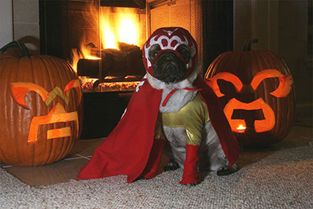 Oh no!  It's the masked pug avenger!