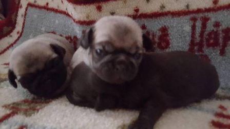 My Pillow - Multiple Color Pugs Puppies | There is no psychiatrist in the world like a puppy licking your face.