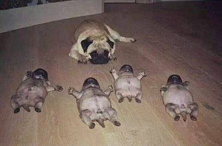 Piglets - uh, I meant puglets!  This cracked me up! - Fawn Pug - Puppies and Adults | A dog can't think that much about what he's doing, he just does what feels right.