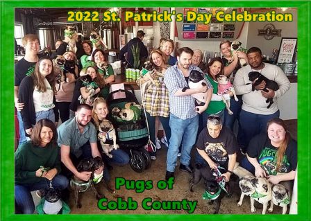 Pugs of Cobb County Club celebrating St. Patrick's Day - Multiple Color Pugs - Puppies and Adults | A dog will teach you unconditional love, if you can have that in your life, things won't be too bad.