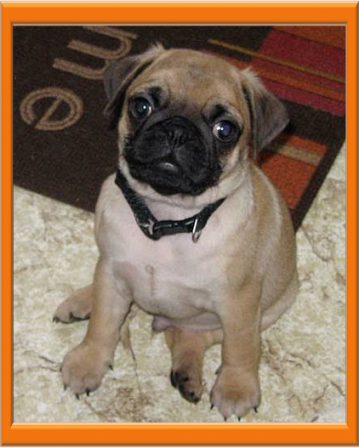 Tulip's and Danny's Pumpkin/Murdock then - Apricot Pug Puppies | Did you ever walk into a room and forget why you walked in? I think that is how dogs spend their lives.