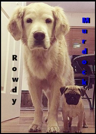 The big and little of life! - Multiple Color Pugs - Puppies and Adults | If I have any beliefs about immortality, it is that certain dogs I have known will go to heaven, and very, very few persons.