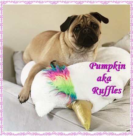 Every princess deserves a unicorn! - Adult Apricot Pug | If you pick up a starving dog and make him prosperous he will not bite you. This is the principal difference between a dog and man.