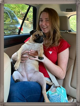 Ruffles keeps everyone in the family company - Part IV - Adult Apricot Pug | If you pick up a starving dog and make him prosperous he will not bite you. This is the principal difference between a dog and man.