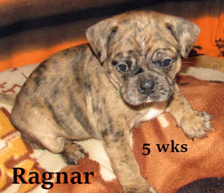 April & Mu's bugg puppy Ragnar - Merle Pug Puppies | If you don't own a dog, at least one, there is not necessarily anything wrong with you, but there may be something wrong with your life.
