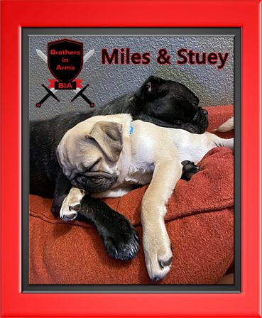 Brothers in Arms Miles & Stuey Adams - Multiple Color Pugs - Puppies and Adults | Don't accept your dog's admiration as conclusive evidence that you are wonderful.