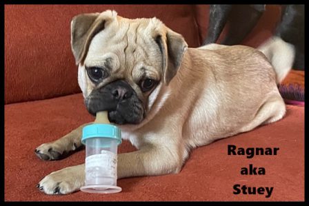 Stealthy Stuey found this bottle that was hidden for 7 years! - Fawn Pug Puppies | A dog can't think that much about what he's doing, he just does what feels right.