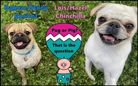 BRP's Ragnar/Stuey and Lois/Hazel on a play date in CO - Multiple Color Pugs - Puppies and Adults | Dogs love their friends and bite their enemies, quite unlike people, who are incapable of pure love and always mix love and hate.