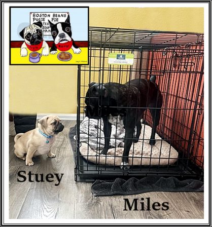 Stuey the Pug, meets Miles the Bugg - Multiple Color Pugs - Puppies and Adults | A dog can't think that much about what he's doing, he just does what feels right.