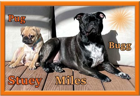 Miles is teaching Ragnar/Stuey how to enjoy the sun - Multiple Color Pugs - Puppies and Adults | Even the tiniest dog is lionhearted, ready to do anything to defend home and family.