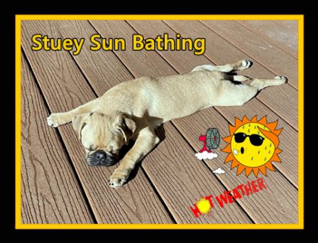 Does Stuey actually look like he melted on the deck? - Fawn Pug Puppies | If you don't own a dog, at least one, there is not necessarily anything wrong with you, but there may be something wrong with your life.