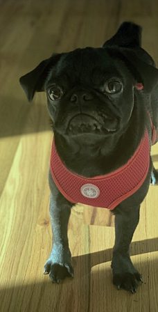 Nathan's little love pug Ruby Dee - Black Pug Puppies | The dog is a gentleman; I hope to go to his heaven not man's.