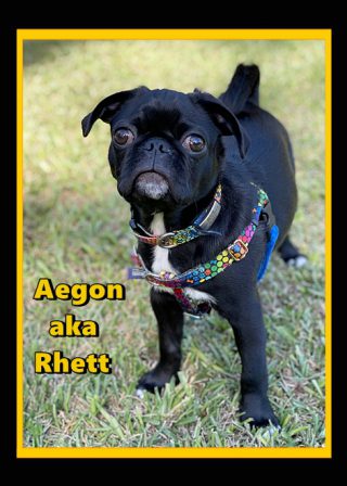 JoJo's Rhett aka Aegon posing - Black Pug Puppies | Every boy who has a dog should also have a mother, so the dog can be fed regularly.