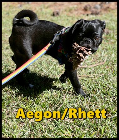Aegon prefers pine cones over balls - Black Pug Puppies | The one absolutely unselfish friend that man can have in this selfish world, the one that never deserts him, the one that never proves ungrateful or treacherous, is his dog.
