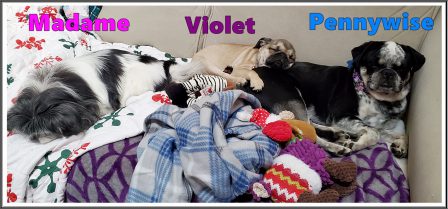 Naptime in The Hubbell Household - Multiple Color Pugs - Puppies and Adults | Did you ever walk into a room and forget why you walked in? I think that is how dogs spend their lives.