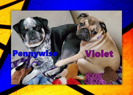 Ricky/Pennywise and Willow/Violet - Multiple Color Pugs Puppies | A dog is one of the remaining reasons why some people can be persuaded to go for a walk.