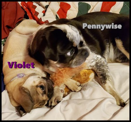 Ricky/Pennywise and Willow/Violet playing tug-o-war - Multiple Color Pugs Puppies | A dog can't think that much about what he's doing, he just does what feels right.
