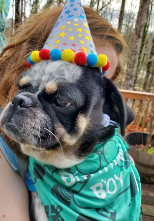 Happy 1st Birthday 3/24/22 Ricky/Pennywise! - Adult Multiple Color Pugs | The average dog is a nicer person than the average person.