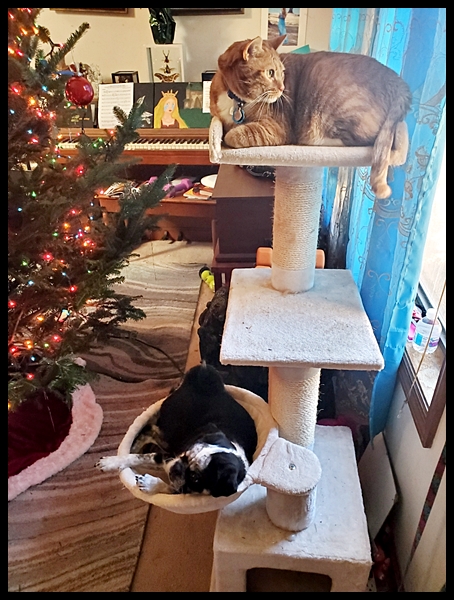 Does your pug like the hammock on your kitty tree?