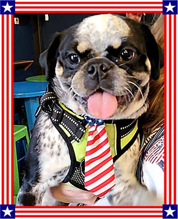 Pennywise the Pampered Pooch with his July 4 tie - Adult Multiple Color Pugs | What counts is not necessarily the size of the dog in the fight, it's the size of the fight in the dog.