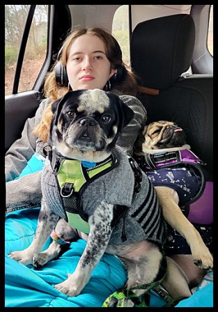 Violet crashed big time after the Helen trip - Adult Fawn Pug | Dogs feel very strongly that they should always go with you in the car, in case the need should arise for them to bark violently at nothing, right in your ear.
