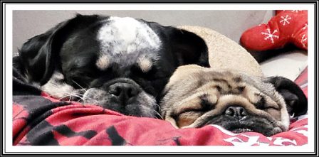 What a sight this is! - Adult Multiple Color Pugs | If I have any beliefs about immortality, it is that certain dogs I have known will go to heaven, and very, very few persons.