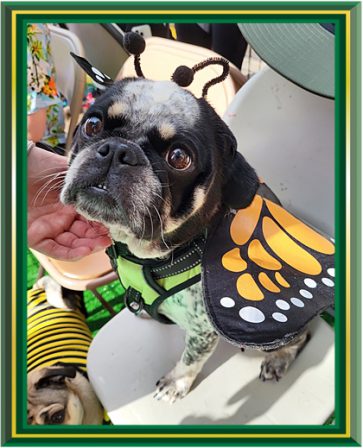 Pennywise is a butterfly on the garden themed float - Multiple Color Pugs - Puppies and Adults | If you think dogs can't count, try putting three dog biscuits in your pocket and give him only two of them.