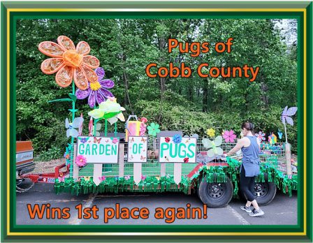 Pugs of Cobb County Wins 1st Place Again! - Multiple Color Pugs - Puppies and Adults | I've seen a look in dogs' eyes, a quickly vanishing look of amazed contempt, and I am convinced that basically dogs think humans are nuts.