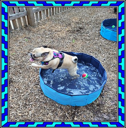 Inquiring minds want to know "do you have your own pug pool"? - Adult Fawn Pug | Such short lives our dogs have to spend with us, and they spend most of it waiting for us to come home each day.