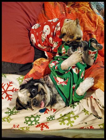 Violet is trying to take off Pennywise's Christmas Jammies! - Multiple Color Pugs - Puppies and Adults | I've seen a look in dogs' eyes, a quickly vanishing look of amazed contempt, and I am convinced that basically dogs think humans are nuts.