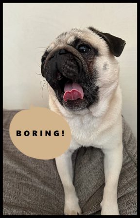 Rocki said he would rather watch paint dry - Adult Fawn Pug | The more people I meet, the more I love my dog.