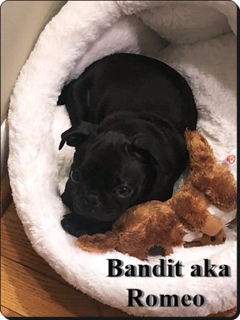 Comfy and cozy - Black Pug Puppies | Dogs love their friends and bite their enemies, quite unlike people, who are incapable of pure love and always mix love and hate.
