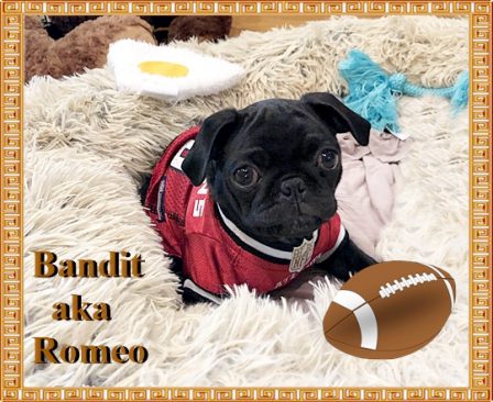 Romeo/Bandit enjoying his new home - Black Pug Puppies | No Matter how little money and how few possessions you own, having a dog makes you rich.
