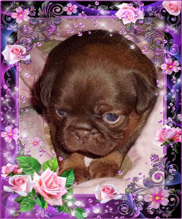 Rose is a very rare chocolate & tan and may have blue eyes - Multiple Color Pugs Puppies | Did you ever walk into a room and forget why you walked in? I think that is how dogs spend their lives.