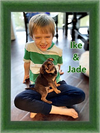 Ike's favorite color is green and Jade is his best friend - Multiple Color Pugs Puppies | Every boy who has a dog should also have a mother, so the dog can be fed regularly.