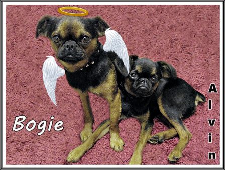 Bogie left paw prints across our hearts - The Longshore Family - Adult Multiple Color Pugs | No one appreciates the very special genius of your conversation as the dog does.