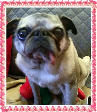 Rosie Luther "sweet, cuddling, finicky and rules the roost" - Adult Fawn Pug | I've seen a look in dogs' eyes, a quickly vanishing look of amazed contempt, and I am convinced that basically dogs think humans are nuts.