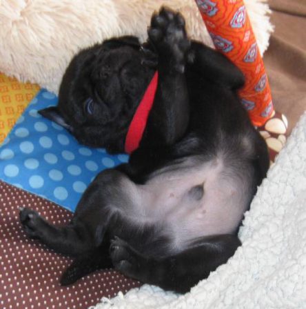 Steuben Steuben Steuben what you be doin' - Black Pug Puppies | Even the tiniest dog is lionhearted, ready to do anything to defend home and family.