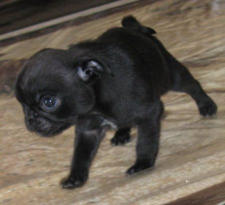 Scooby Doo - Black Pug Puppies | Dogs love their friends and bite their enemies, quite unlike people, who are incapable of pure love and always mix love and hate.