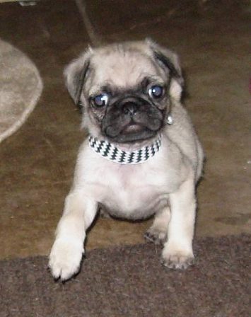 Pick me! Pick me! I'm fast! - Fawn Pug Puppies | Don't accept your dog's admiration as conclusive evidence that you are wonderful.