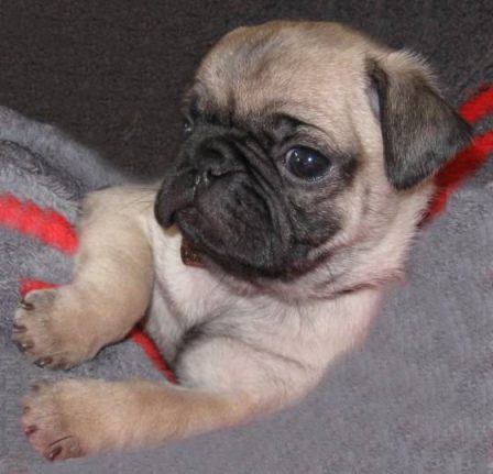 That one over there looks nice. - Fawn Pug Puppies | A dog can't think that much about what he's doing, he just does what feels right.